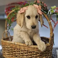 Rosie, a female Miniature Golden Retriever for sale in Chicago, IL – Photo 5 of 6