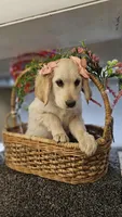 Rosie, a female Miniature Golden Retriever for sale in Wauconda, IL – Photo 5 of 6