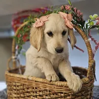 Rosie, a female Miniature Golden Retriever for sale in Chicago, IL – Photo 3 of 6