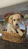 Rosie, a female Miniature Golden Retriever for sale in Wauconda, IL – Photo 3 of 6