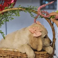 Rosie, a female Miniature Golden Retriever for sale in Chicago, IL – Photo 2 of 6