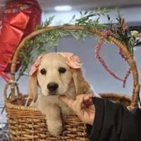 Rosie, a female Miniature Golden Retriever for sale in Chicago, IL – Photo 6 of 6