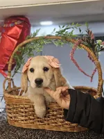 Rosie, a female Miniature Golden Retriever for sale in Wauconda, IL – Photo 6 of 6