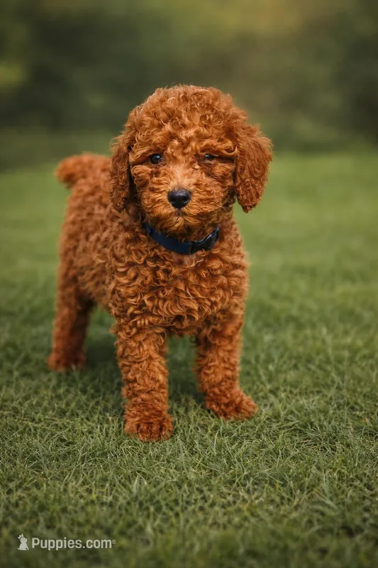AKC Cody – Poodle - Miniature  puppy for sale in Chicago, IL