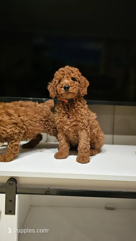 AKC Red Color - Buddy , a male Poodle - Miniature  for sale in Wauconda, IL – Photo 1 of 3