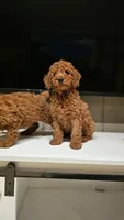 AKC Red Color - Buddy , a male Poodle - Miniature  for sale in Wauconda, IL – Photo 1 of 3