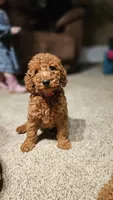 AKC Red Color - Buddy , a male Poodle - Miniature  for sale in Wauconda, IL – Photo 3 of 3
