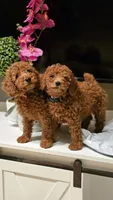 AKC Red Color - Buddy , a male Poodle - Miniature  for sale in Wauconda, IL – Photo 2 of 3