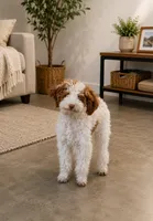AKC Lady, a female Poodle - Miniature  for sale in Wauconda, IL – 1 of 3