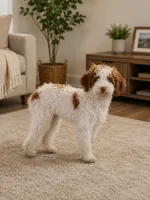 AKC Lady, a female Poodle - Miniature  for sale in Wauconda, IL – 3 of 3