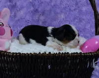  Cuddles - Health Tested Parents- Tri Male-AKC, a male Cavalier King Charles Spaniel for sale in Pasadena, MD – Photo 5 of 7