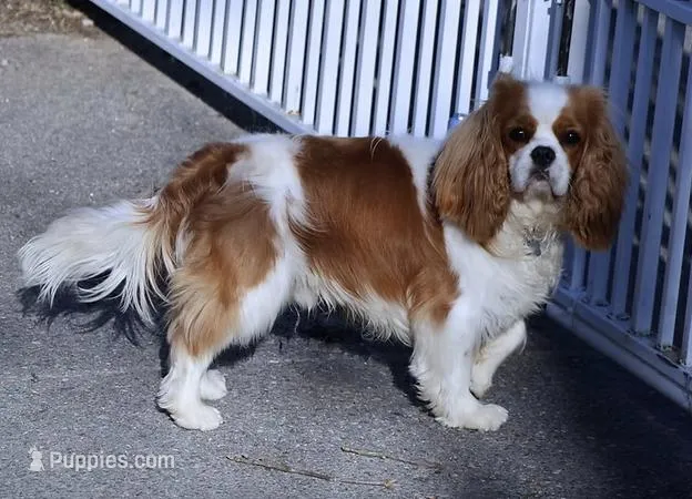 3rd Pick Male Health Tested Parents  