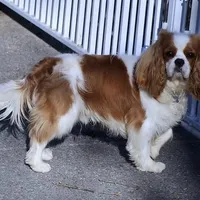  Cuddles - Health Tested Parents- Tri Male , a female Cavalier King Charles Spaniel for sale in Pasadena, MD – Photo 5 of 6