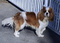 3rd Pick Male Health Tested Parents  , a  Cavalier King Charles Spaniel for sale in Pasadena, MD – Photo 1 of 2