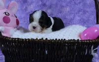  Cuddles - Health Tested Parents- Tri Male-AKC, a male Cavalier King Charles Spaniel for sale in Pasadena, MD – Photo 3 of 7