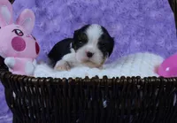  Cuddles - Health Tested Parents- Tri Male-AKC, a male Cavalier King Charles Spaniel for sale in Pasadena, MD – Photo 2 of 7