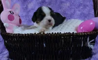  Cuddles - Health Tested Parents- Tri Male-AKC, a male Cavalier King Charles Spaniel for sale in Pasadena, MD – Photo 4 of 7