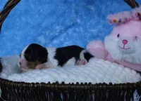  Cuddles - Health Tested Parents- Tri Male-AKC, a male Cavalier King Charles Spaniel for sale in Pasadena, MD – Photo 2 of 4