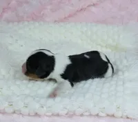  Cuddles - Health Tested Parents- Tri Male , a female Cavalier King Charles Spaniel for sale in Pasadena, MD – Photo 4 of 6