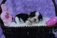  Cuddles - Health Tested Parents- Tri Male-AKC, a male Cavalier King Charles Spaniel for sale in Pasadena, MD – Photo 1 of 7