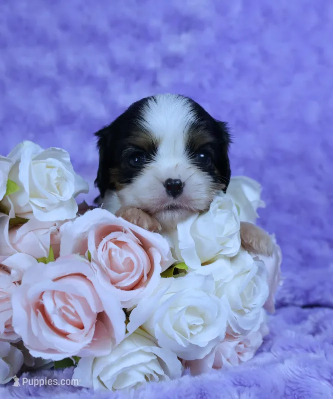  Cuddles - Health Tested Parents- Tri Male-AKC – Cavalier King Charles Spaniel puppy for sale in Pasadena, MD