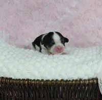  Cuddles - Health Tested Parents- Tri Male , a female Cavalier King Charles Spaniel for sale in Pasadena, MD – Photo 3 of 6