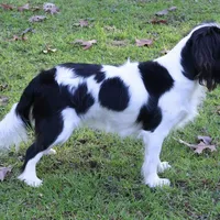  Cuddles - Health Tested Parents- Tri Male , a female Cavalier King Charles Spaniel for sale in Pasadena, MD – Photo 6 of 6