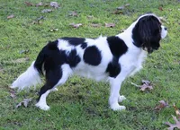3rd Pick Male Health Tested Parents  , a  Cavalier King Charles Spaniel for sale in Pasadena, MD – Photo 2 of 2