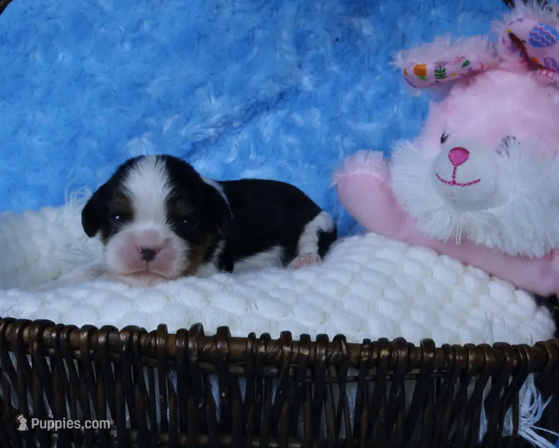  Cuddles - Health Tested Parents- Tri Male-AKC – Cavalier King Charles Spaniel puppy for sale in Pasadena, MD