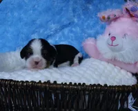 Cuddles - Health Tested Parents- Tri Male-AKC, a male Cavalier King Charles Spaniel for sale in Pasadena, MD – Photo 1 of 4