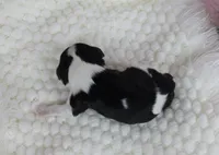  Cuddles - Health Tested Parents- Tri Male , a female Cavalier King Charles Spaniel for sale in Pasadena, MD – Photo 2 of 6