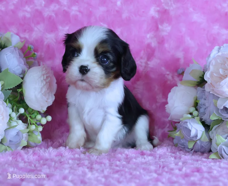  Cuddles - Health Tested Parents- Tri Male-AKC – Cavalier King Charles Spaniel puppy for sale in Pasadena, MD