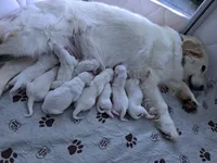 Heath Tested Parents- Third pick female , a female English Cream Golden Retriever for sale in Pasadena, MD – 3 of 3