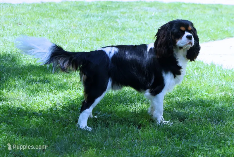 Male 2nd Pick Health Tested Parents 