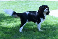 Male 2nd Pick Health Tested Parents , a  Cavalier King Charles Spaniel for sale in Pasadena, MD – Photo 1 of 3