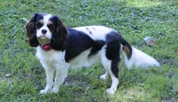 Male 2nd Pick Health Tested Parents , a  Cavalier King Charles Spaniel for sale in Pasadena, MD – Photo 3 of 3