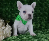 Blue Eyed Cream Male- Health Tested Parents , a male French Bulldog for sale in Pasadena, MD – 1 of 6