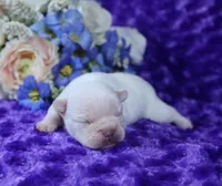 Cream Male 1- Health Tested Parents , a male French Bulldog for sale in Pasadena, MD – 2 of 5