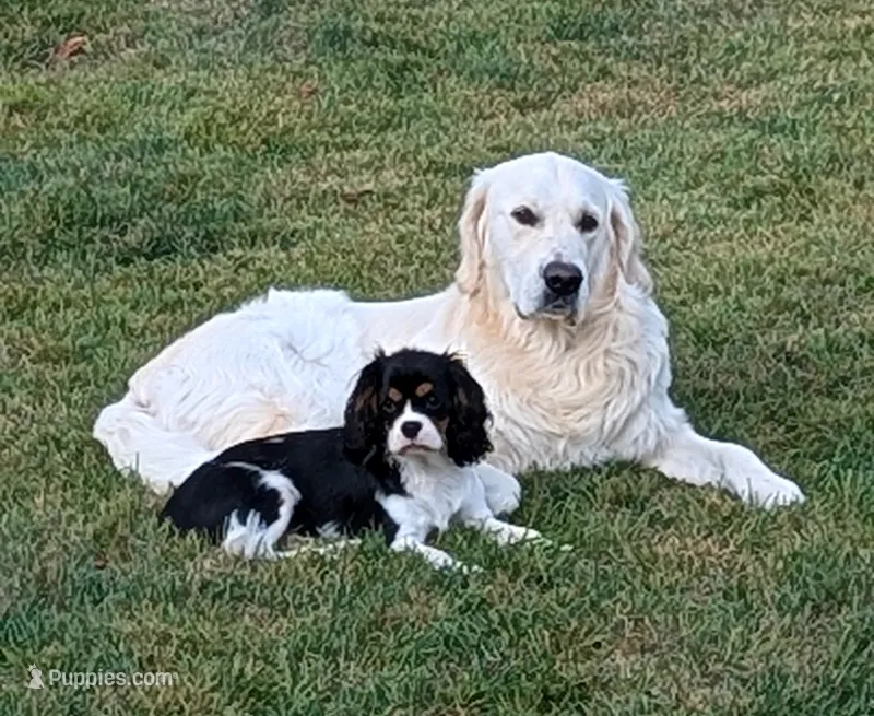 Heath Tested Parents- Second pick female  – English Cream Golden Retriever puppy for sale in Pasadena, MD