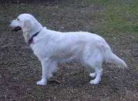 3rd Pick Male- Health Tested Parents , a male English Cream Golden Retriever for sale in Pasadena, MD – Photo 3 of 5