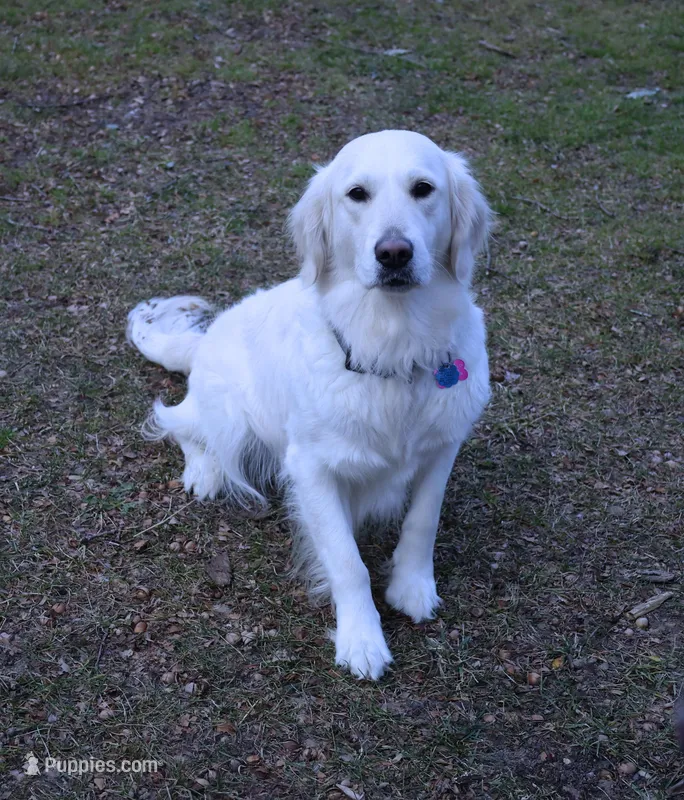 3rd Pick Male- Health Tested Parents  – English Cream Golden Retriever puppy for sale in Pasadena, MD