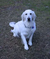 3rd Pick Male- Health Tested Parents , a male English Cream Golden Retriever for sale in Pasadena, MD – Photo 2 of 5