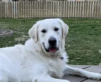 3rd Pick Male- Health Tested Parents , a male English Cream Golden Retriever for sale in Pasadena, MD – Photo 5 of 5