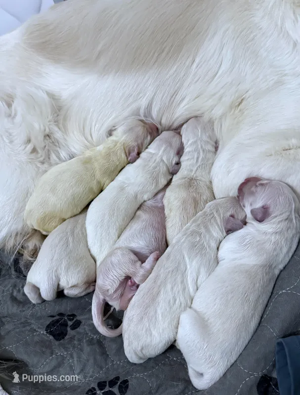 3rd Pick Male- Health Tested Parents  – English Cream Golden Retriever puppy for sale in Pasadena, MD