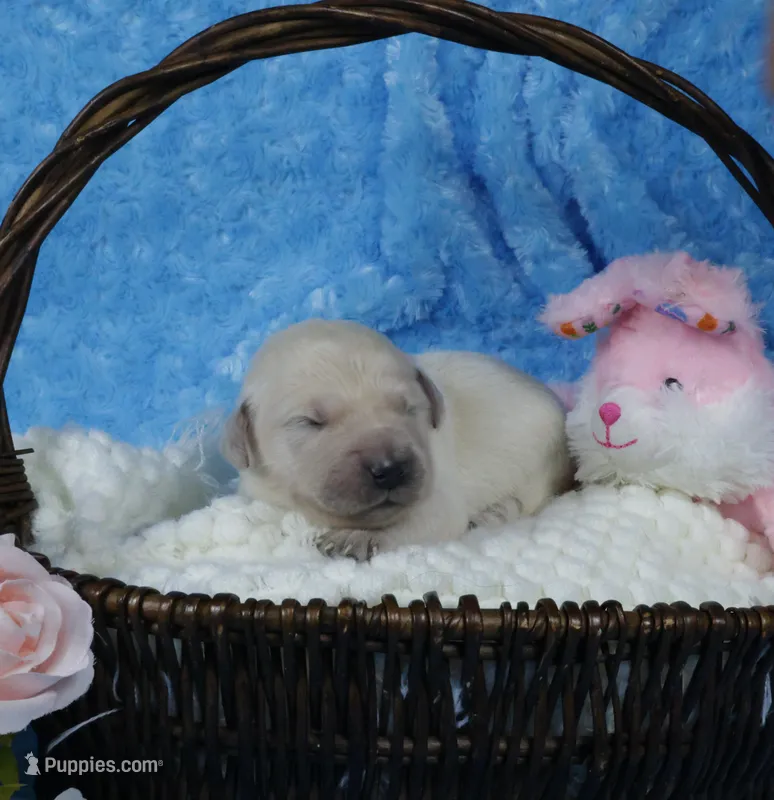 3rd PIck Male- Health Tested Parents-AKC – English Cream Golden Retriever puppy for sale in Pasadena, MD