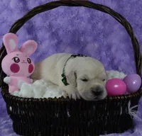 Green Male- Health Tested Parents-AKC, a male English Cream Golden Retriever for sale in Pasadena, MD – Photo 3 of 5