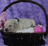 Green Male- Health Tested Parents-AKC, a male English Cream Golden Retriever for sale in Pasadena, MD – Photo 2 of 5