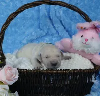 3rd PIck Male- Health Tested Parents-AKC, a male English Cream Golden Retriever for sale in Pasadena, MD – Photo 2 of 5