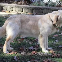 3rd Pick Female- Health Tested Parents , a  English Cream Golden Retriever for sale in Pasadena, MD – Photo 2 of 2