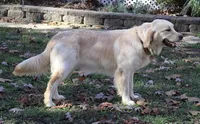 2nd Pick Female- Health Tested Parents , a  English Cream Golden Retriever for sale in Pasadena, MD – Photo 2 of 2